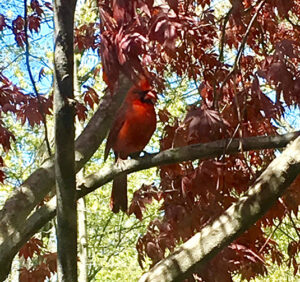 Cardinal resting on a branch