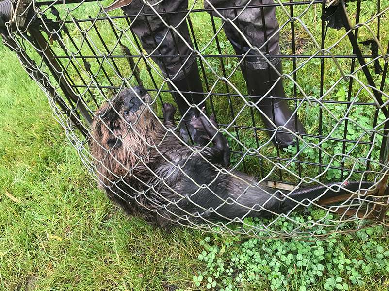 A beaver shown trapped by someone in Animal and Control