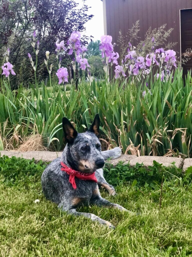 Alyson Lucas's dog, Doug, sitting on the grass in her yard
