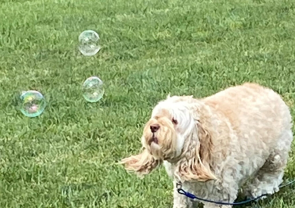 Sharmila Chowdhury's cockapoo, Melo, playing with bubbles in the grass