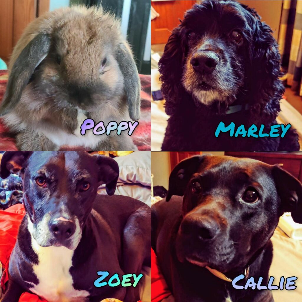 Erica Lay, introduces Poppy, a Holland Lop bunny; Marley, a cocker spaniel; Zoey, a Chesapeake boxer mix; and Callie, a lab mix