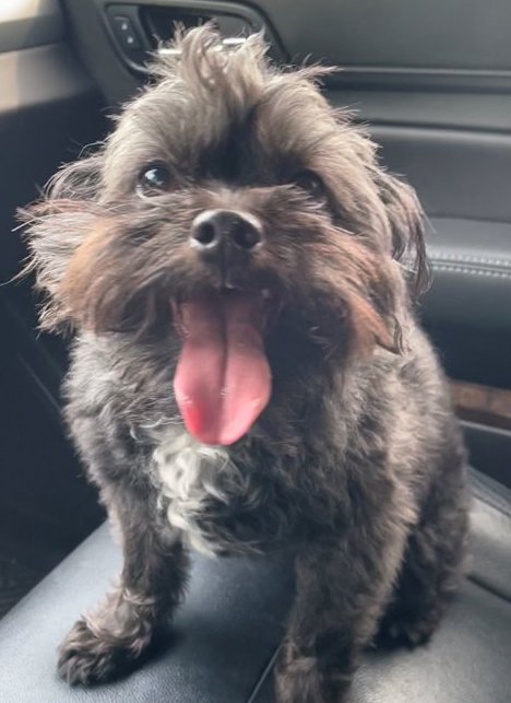 Scott Gruner's Shih-poo, Sparty, sitting on a car seat