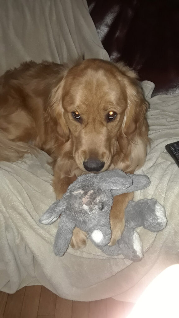 Assistant professor Gail Amsutz presents her family’s golden retriever Wolf, with his favorite toy Mr. Elephant.