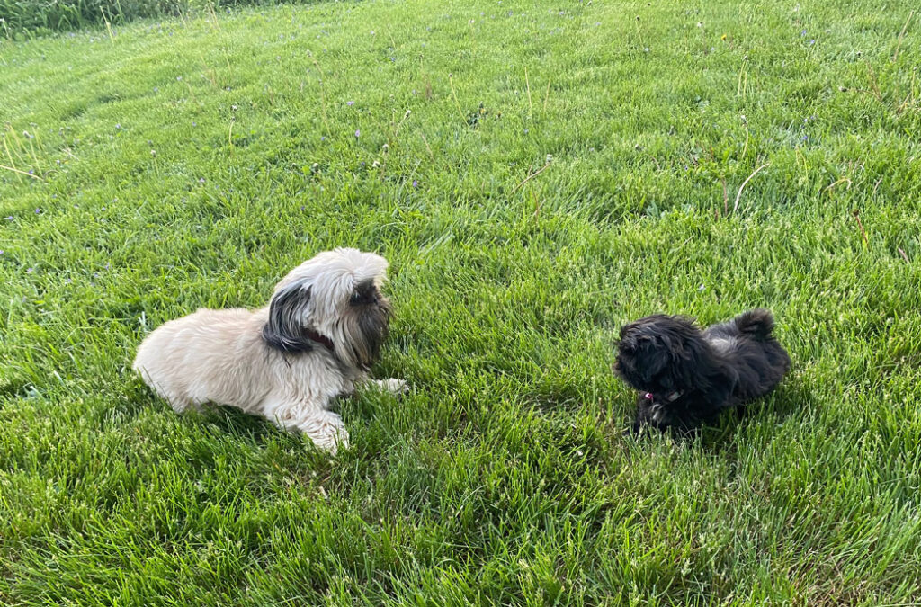 Cortney Robbins's two Shih Tzus, Gryffin and Minerva, playing in the grasss