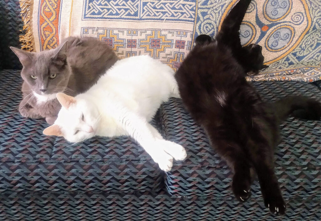 Anna Nagle's three cats, Gray Man, Selene and Moridin, relaxing and stretching on the couch